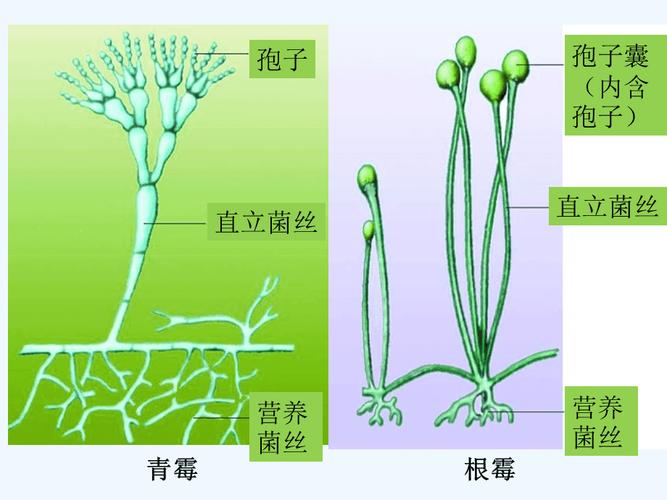 青霉和根霉的比较.ppt