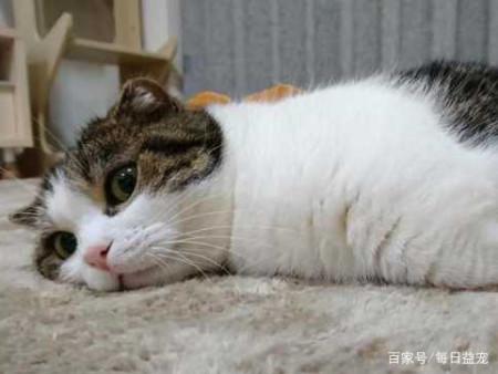 一小时内4只猫咪被人从高楼抛下,目击者:像