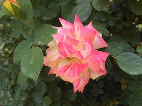 渐变色月季花渐变色月季花特写图片美丽渐变色月季花