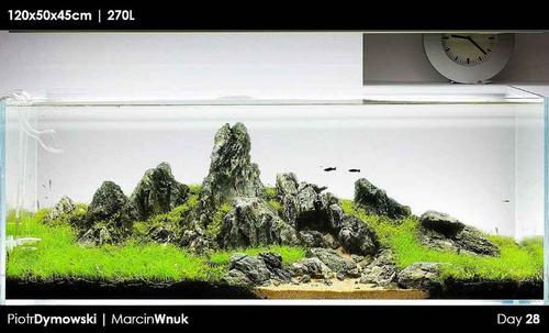 外国人120cm青龙石牛毛迷你矮草缸造景图片