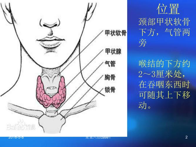 甲状腺的解剖结构