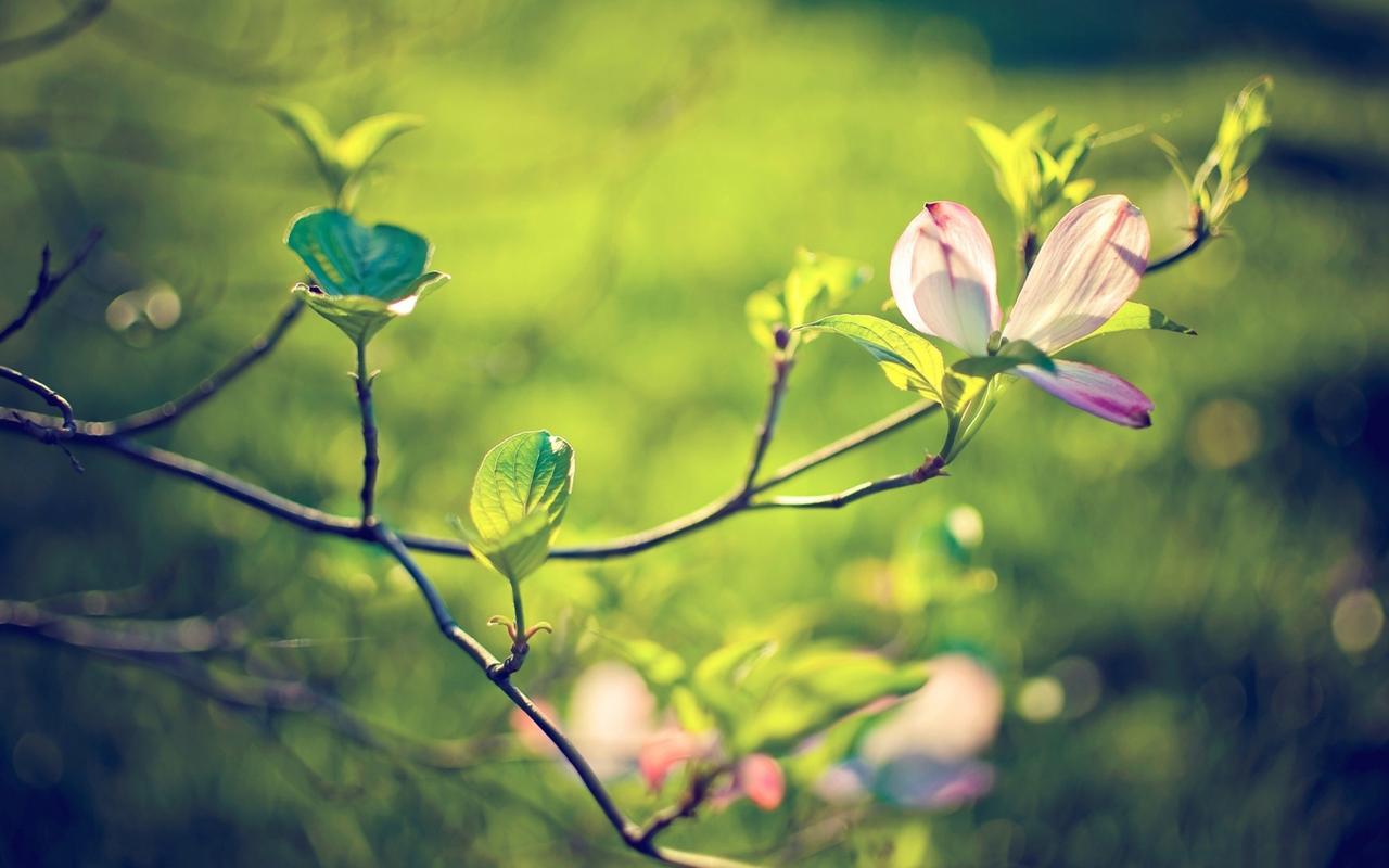 粉嫩清新鲜花宽屏壁纸_清新的漂亮鲜花