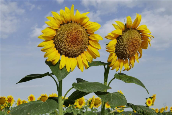10种常见有趣的植物 第一可以吃昆虫第二长得像瓶子