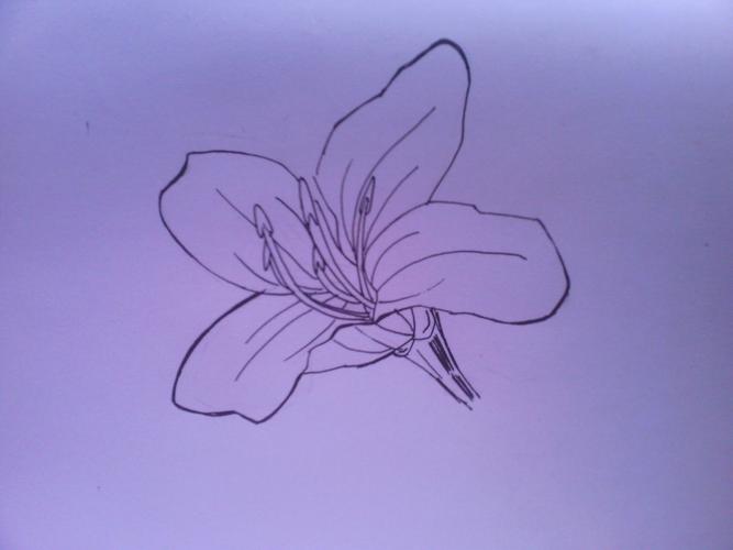 紫荆花怎么画简笔