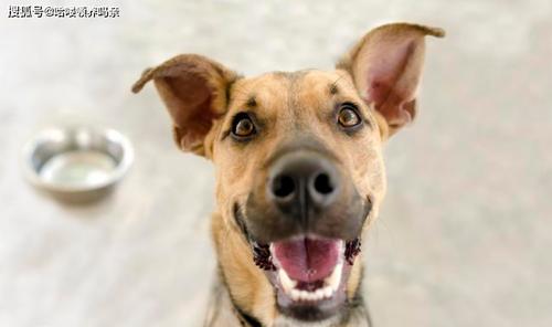 原创辟谣俗语撑不死鸡饿不死狗论狗子定时定量吃饭的重要性