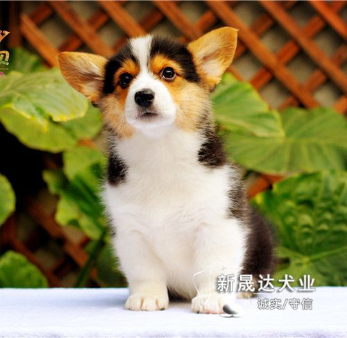 威尔士柯基犬出售 纯种赛级双血统柯基狗狗幼犬 活体宠物狗