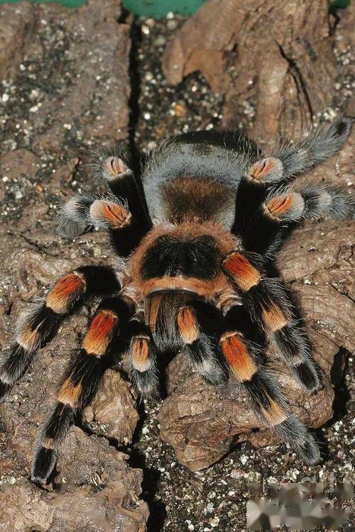 物种图册-墨西哥红膝蜘蛛