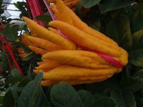 红富士浙江葡萄苗基地浙江葡萄苗