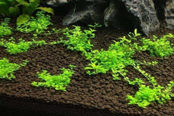 小对叶水草种子正确种植方法