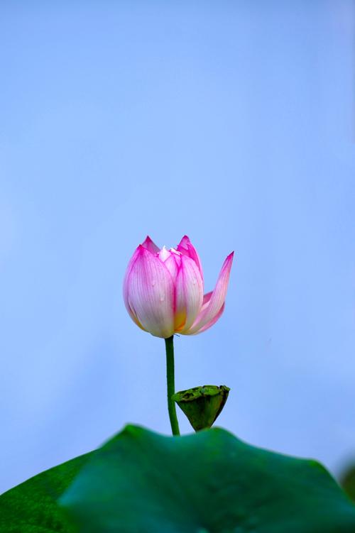 赏大明湖畔的荷花 吃济南炸荷花,这就是泉城魅力