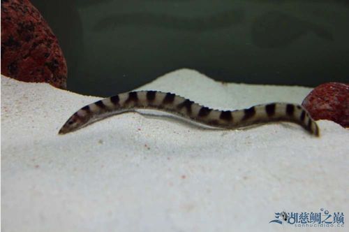 【亚希】 的斑马坦蛇