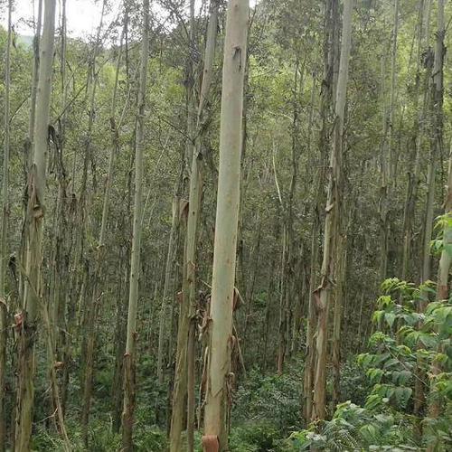 广林九号桉树 长期合作便宜面谈