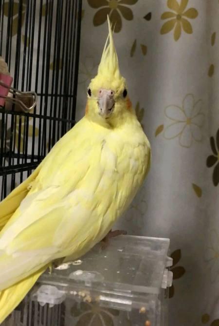 玄凤鹦鹉品种多,黄化玄凤中的极品,暴力黄玄凤鹦鹉你