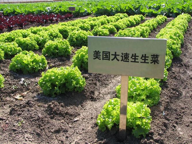 我要发芽 蔬菜种子 美国大速生菜种子 阳台楼顶播种 四季种植 120粒