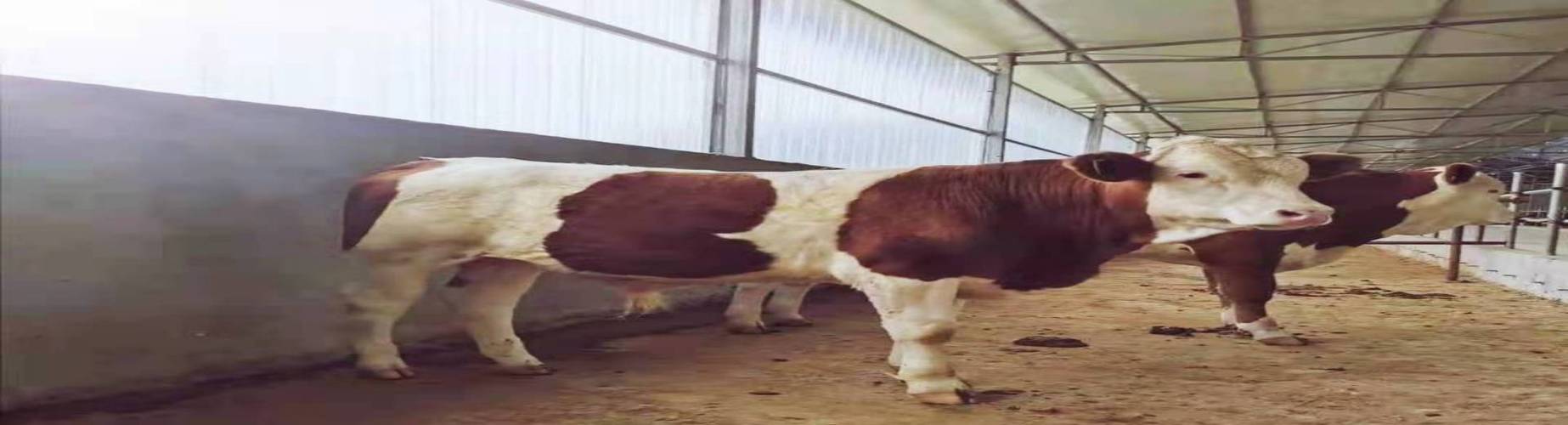 南充西门塔尔牛