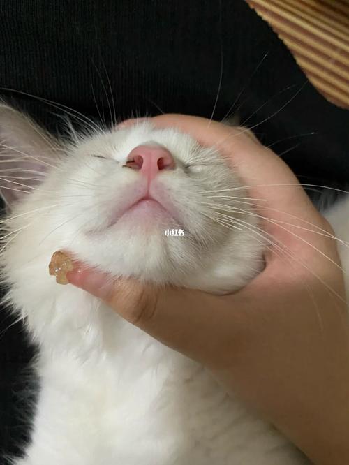 猫咪嘴巴这样是正常的吗92_猫咪_宠物_猫_晒猫