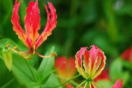 嘉兰的花语和文化背景