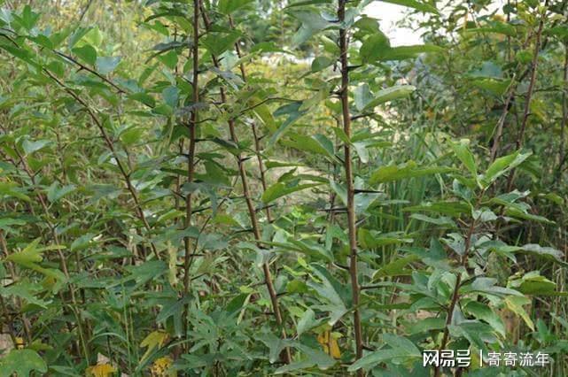 这树满身是刺,却称作"黄金木",古代用来做龙袍,如今快