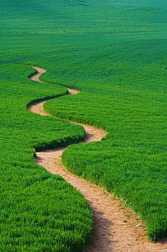 道路,草地,土地