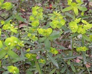 甘遂 药用部位,偏方,药性,主治,别名
