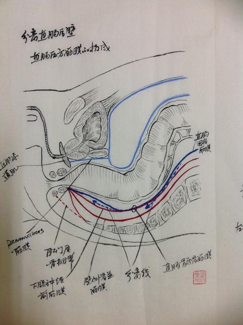 直肠的外科解剖手绘图!艺术与医学的完美结合!