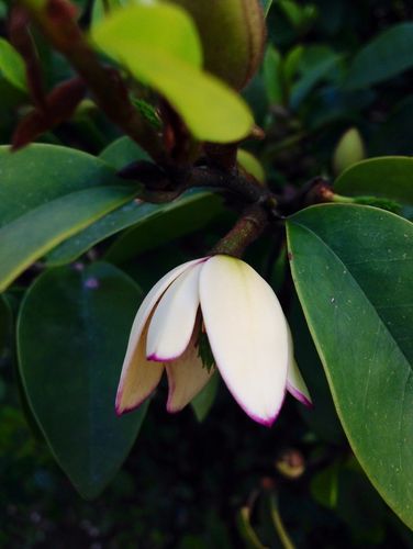 含笑花图片含笑图片含笑植物图片