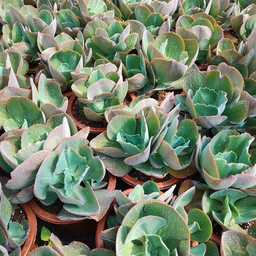 蓝色妖姬精品品大货基地直发云南开挂区多肉植物多肉植物