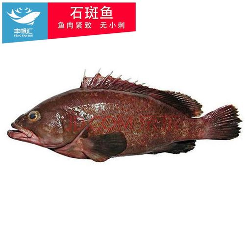 丰帆汇石斑鱼净膛去鳞后450-600g 1-2条龙趸海鲜水产活鱼现杀石斑鱼