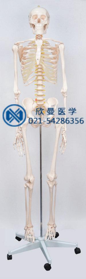 男性全身人体骨骼模型
