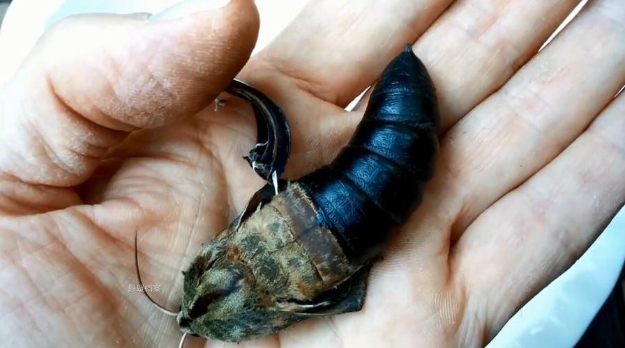 男子花园里拣到一浑身黝黑的蛹,孵化后倍感意外