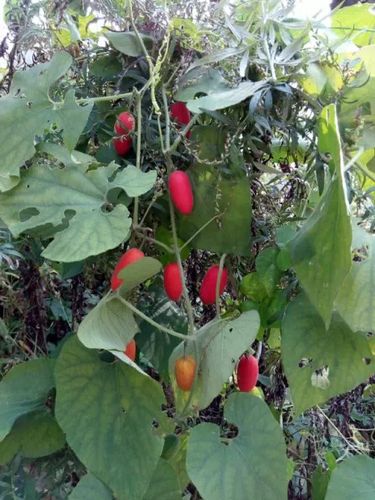 藤蔓植物,果实表面有细绒毛