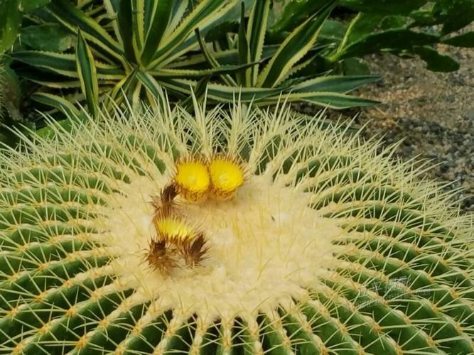 每周一花一一金琥花开