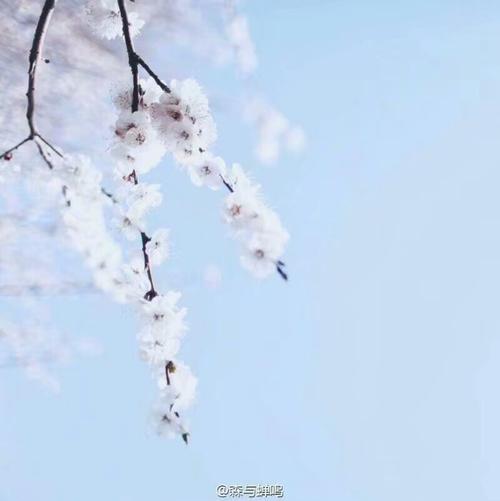 小清新风景头像 摄影