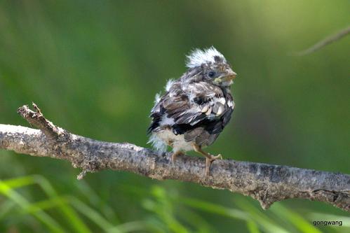 乌苏里江飞羽(三)蜡嘴雀跳巢