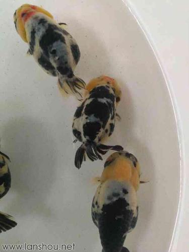 水墨兰寿(余余)