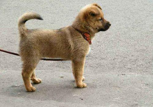 俗语说:狗不咬没见过面的自家人,狗是怎么分辨出来的?