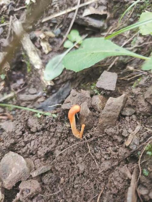 野生冬虫夏草现唐山迁安