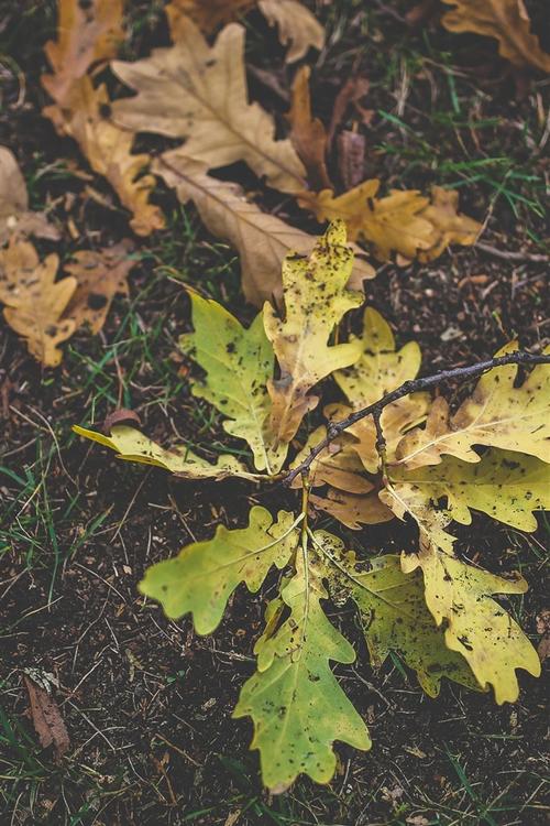 橡木叶片在地面上 4k