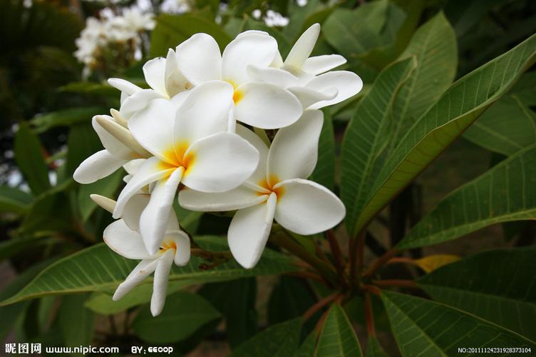 请问这个白色花叫什么名字~还有一一种品种是里面是紫红色的叫什么