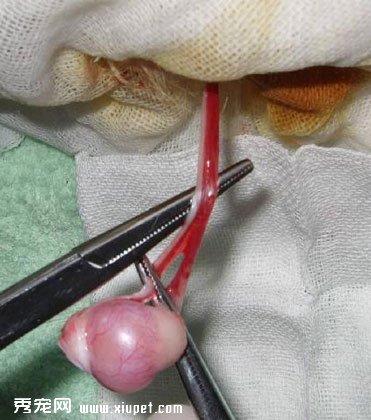 实拍公猫绝育手术过程照片