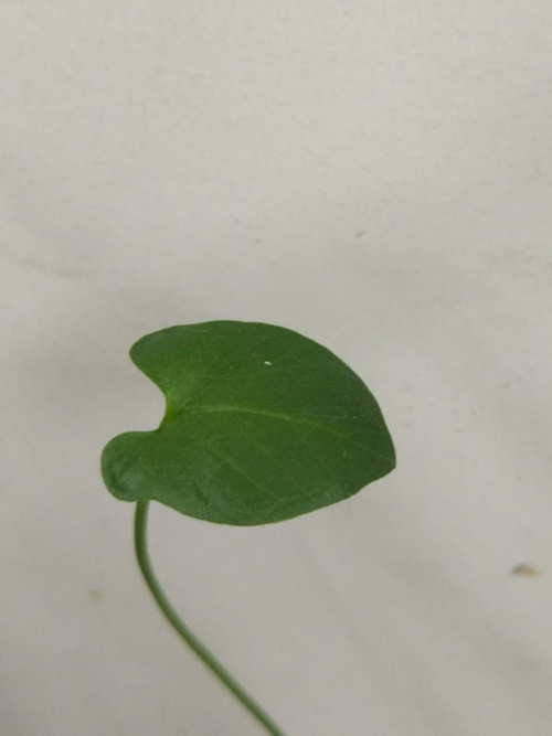居然发出的芽有单子叶的双子叶的和三