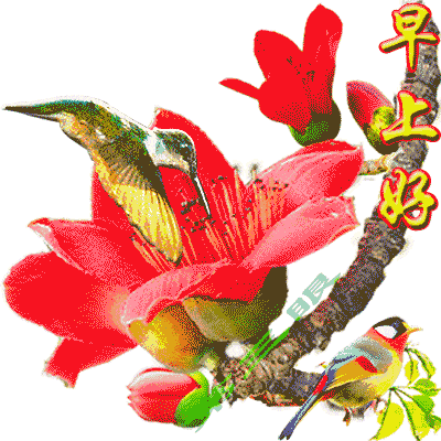 6张早晨问候好动态鲜花图片表情 微信最美早上好动态祝福表情图片