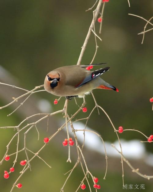 实拍:啄食有趣的太平鸟