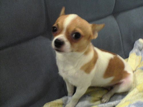 【刚拍的】 我觉得是吉娃娃,它出身三个月了很小,吃饱了肚子有些大