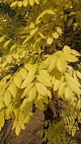 写美篇秋天~金叶满树的秋色爽气宜人; 金枝槐也叫作黄金槐, 它的树叶