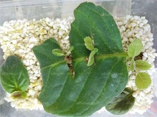 大岩桐——叶插攻略