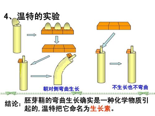 4,温特的实验 朝对侧弯曲生长 不生长也不弯曲 胚芽鞘的弯曲生长确实