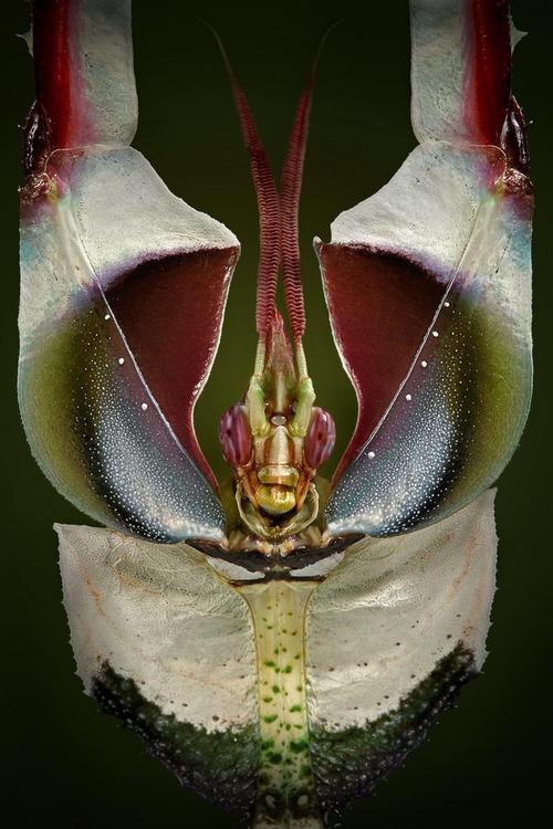 来自非洲原始雨林世界三花之首.大魔花螳螂.