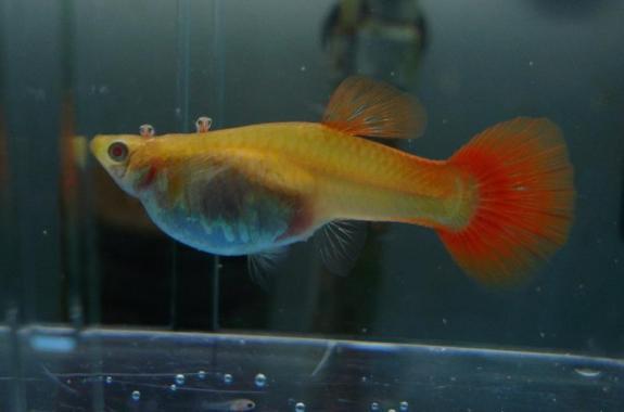 比如这图,母鱼的后腹部,发红的地方.