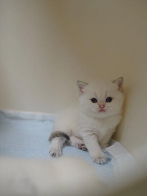 小猫的外形特点描写